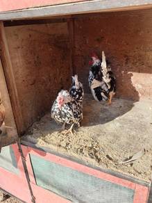 Ayam serama