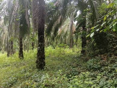 Lot Pertama Ladang Sawit Maran