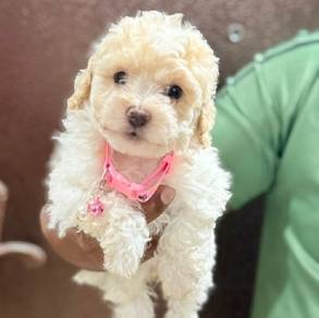 Toy Poodle puppie 