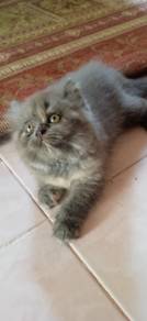 Kucing parsi