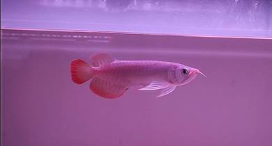 Arowana Super Red 7inchi++ cert n chip