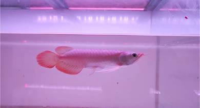 Arowana Super Red 7inchi++ cert n chip