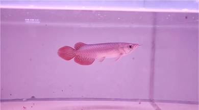 Arowana Super Red 7inchi++ cert n chip