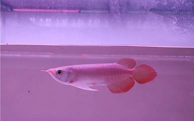 Arowana Super Red 7inchi++ cert n chip