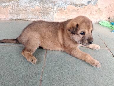 anjing kampung