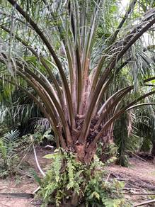 Tanah Untuk dijual 2 ekar Ada kelapa sawit baru