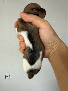 dachshund puppies (sausage Dog) 腊肠狗