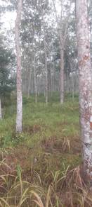 Kebun Getah Masih Keluarkan Hasil- Pauh Perlis
