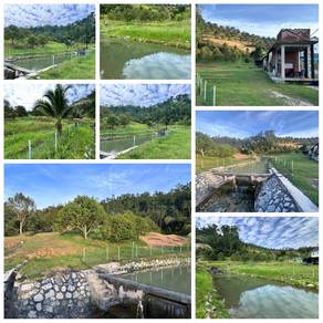 6 acre Land with Orchard Plantation, store in Serendah