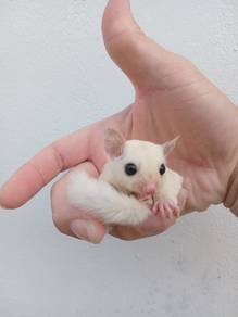 sugar glider leucistic baby
