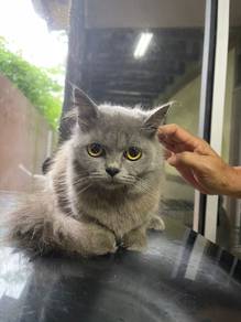 Kucing