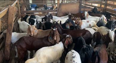 Kambing