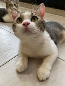 BSH British Shorthair Tabby White