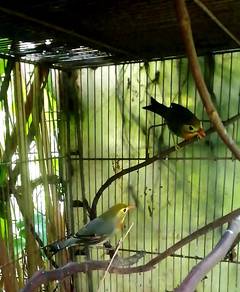 Burung robin jantan