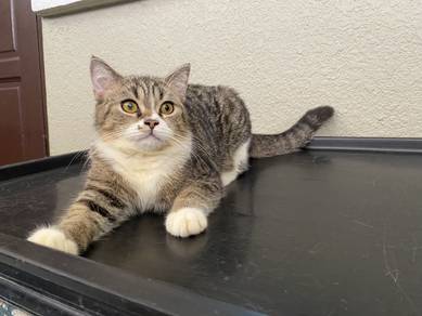 BSH British Shorthair Tabby White