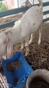 kambing jantan