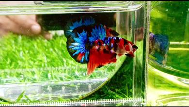 multicolor betta