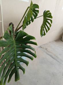 plant