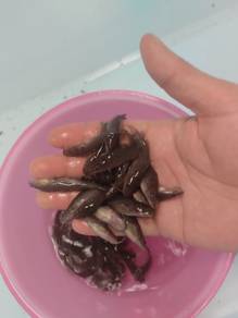 benih baung kuning