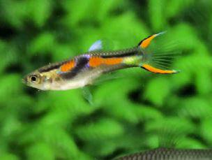 Endler Guppy