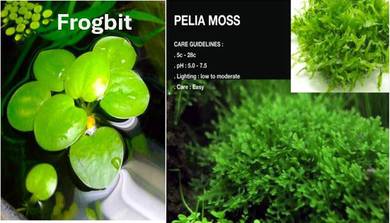 Frogbit dan Pelia Moss