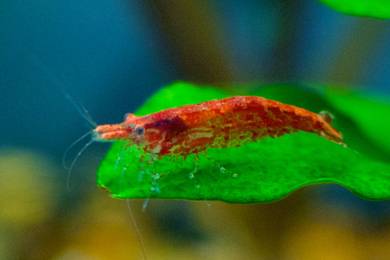 Cherry Shrimp dan Ramshorn Snail
