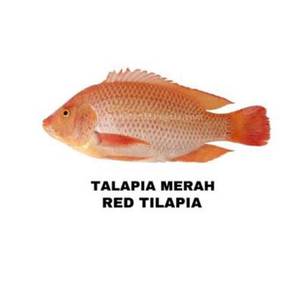Talapia / Tilapia Merah Hidup