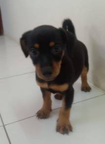 2 months old female miniature pinscher puppy 