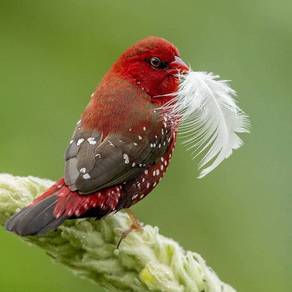 Burung strawberry finch