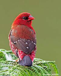 Burung strawberry finch