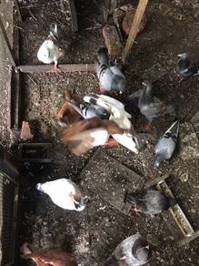 burung merpati