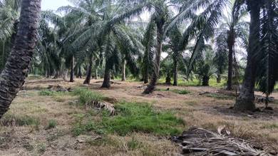 Agricultural Land 1 acre at Kuala Selangor