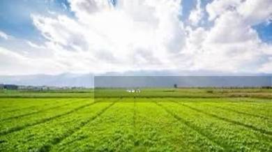 Banting Agriculture Land For Sale
