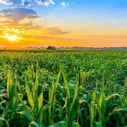 Banting Agriculture Land For Sale 2.5 acres