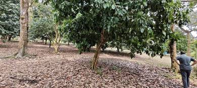 Freehold Dusun Buah-buahan 6.87 ekar Selangor @ Serendah