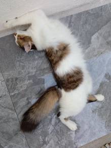 selling cats/jual kucing