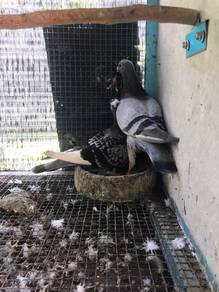 burung merpati madona local + rh