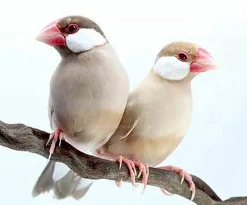 Burung java sperrow coklat