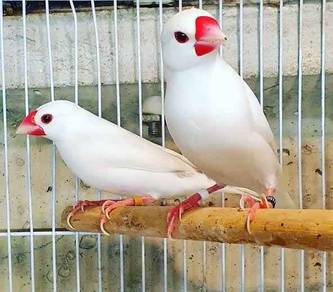 Burung java sperrow putih