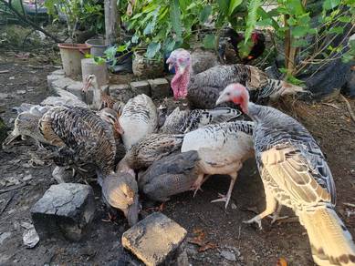 Ayam piru