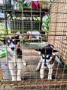 Female & Male siberian pure husky 