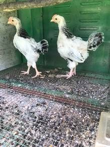 ayam light susex