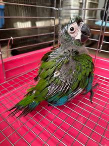 Burung Baby Chestnut Macaw Parrot Bird