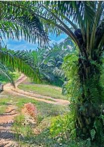 Agriculture land for Sale @ Pahang Kuantan Oil Palm Plantation