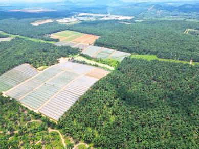 Johor Kluang 10+ Acre Freehold International Agriculture Land Palm Oil