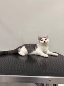 BSH British Shorthair Female Kittens with Cert