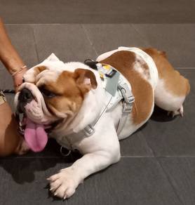 English bulldog 