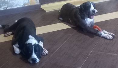 Great dane 