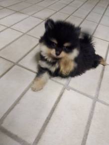 Pomeranian baby puppy 
