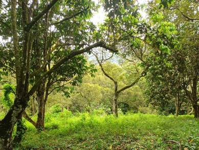 Tanah Dusun buah-buahan Selangor @ Batang Kali